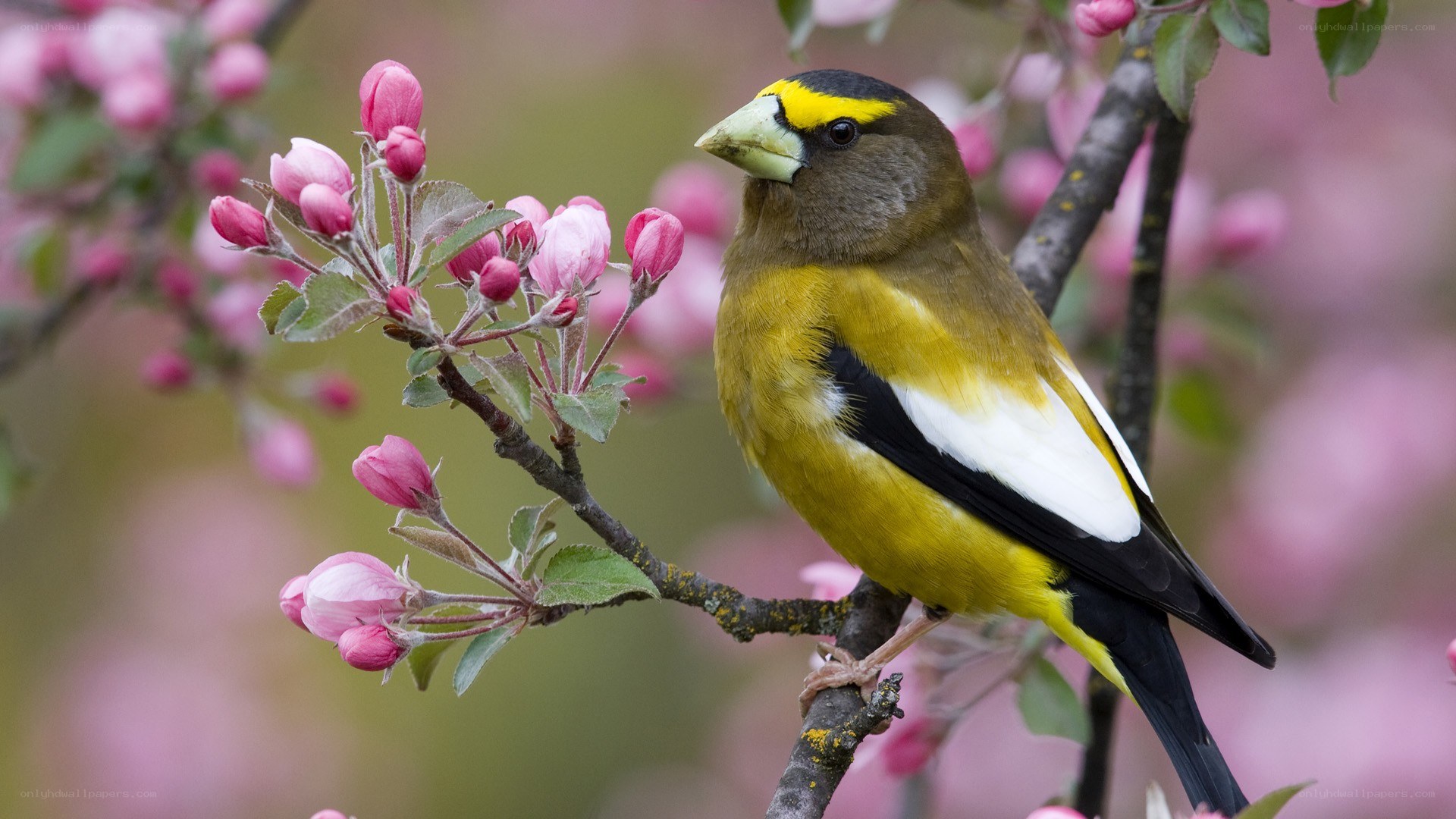 Bird on a flowering branch