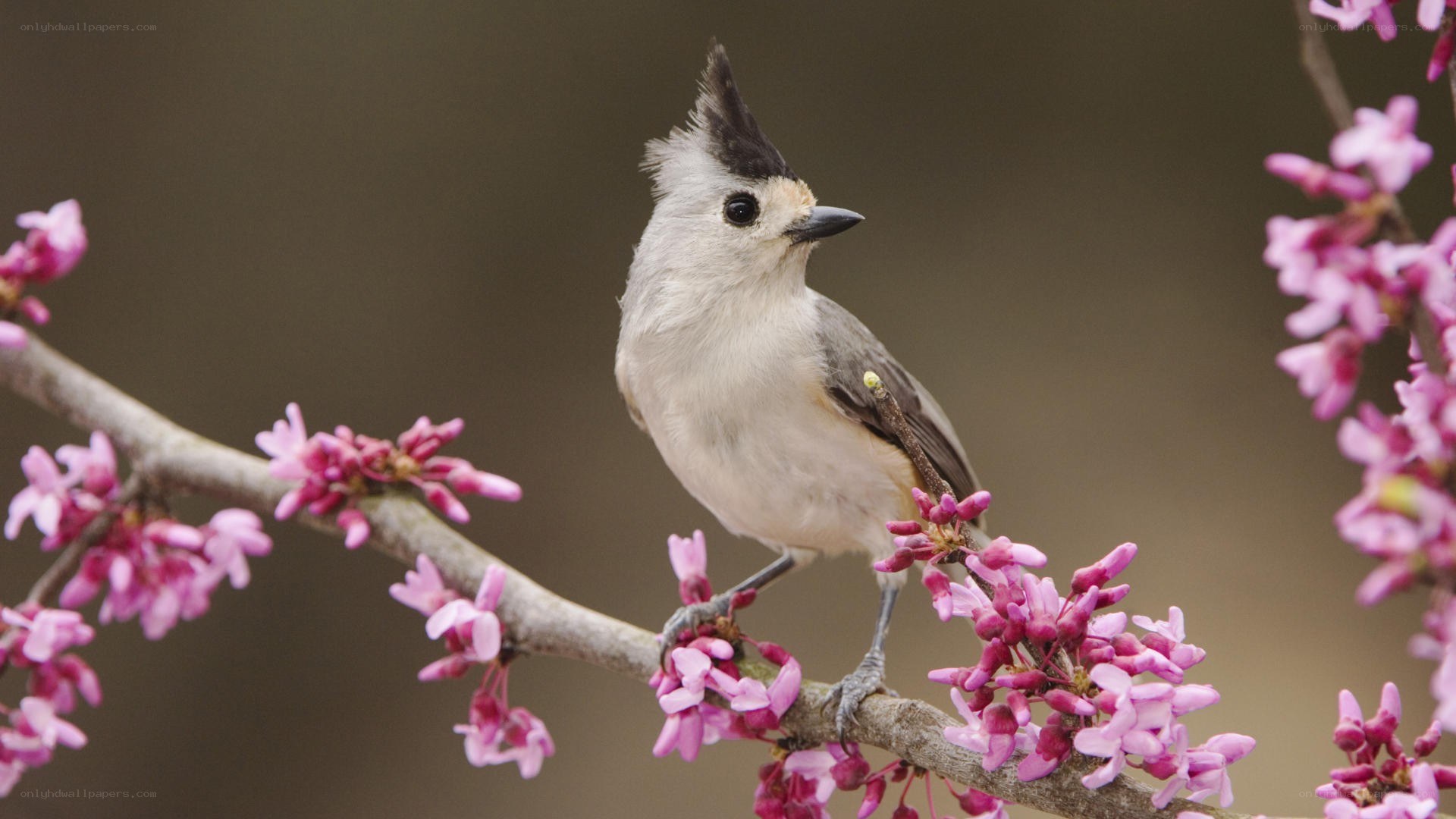 Bird on a flowering branch