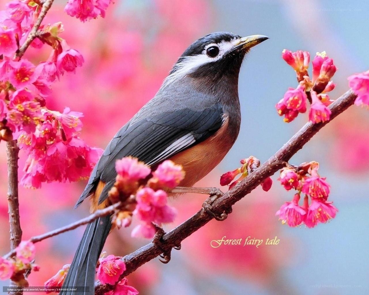 Bird on a flowering branch