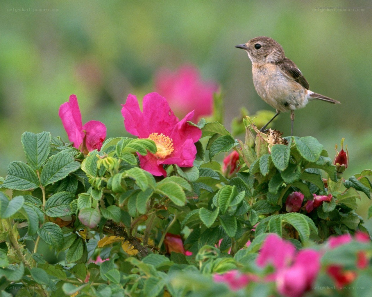 bird on a flowering bush