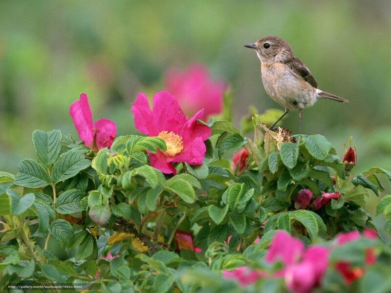 Bird on a flowering bush