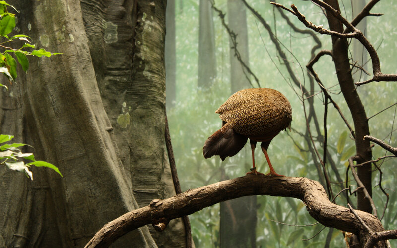 Bird on a forest branch