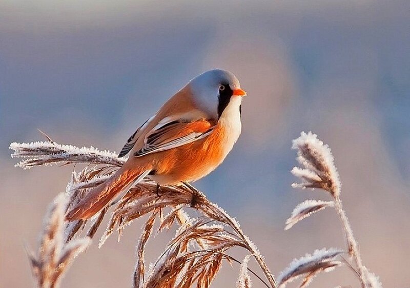 Bird on a frosty branch