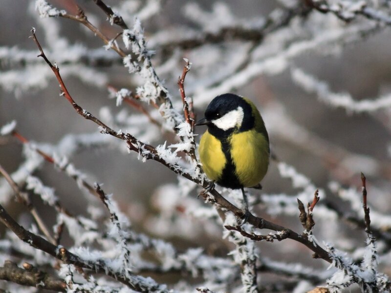 Bird on a frosty branch