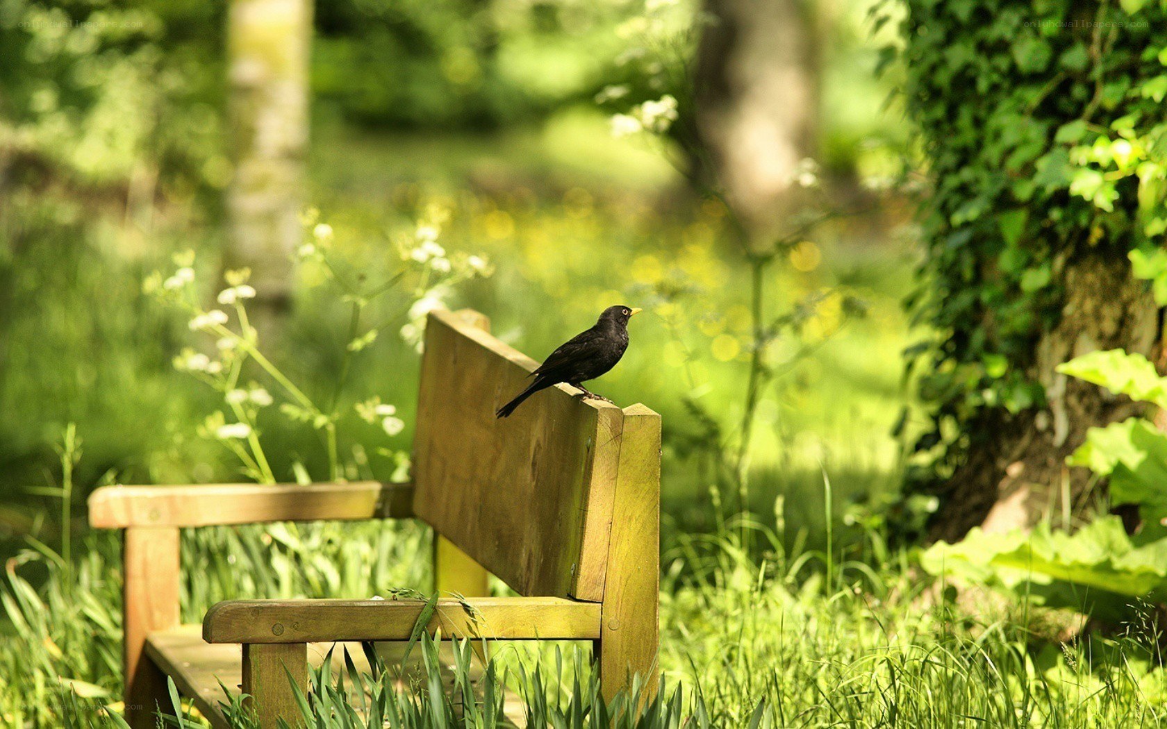 Bird on a garden bench