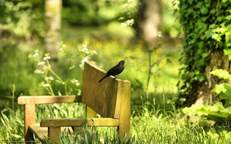 Bird on a garden bench