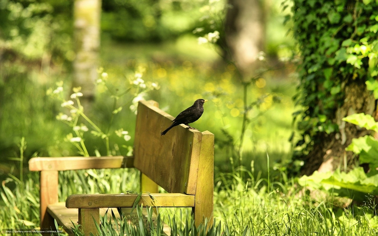 Bird on a garden bench