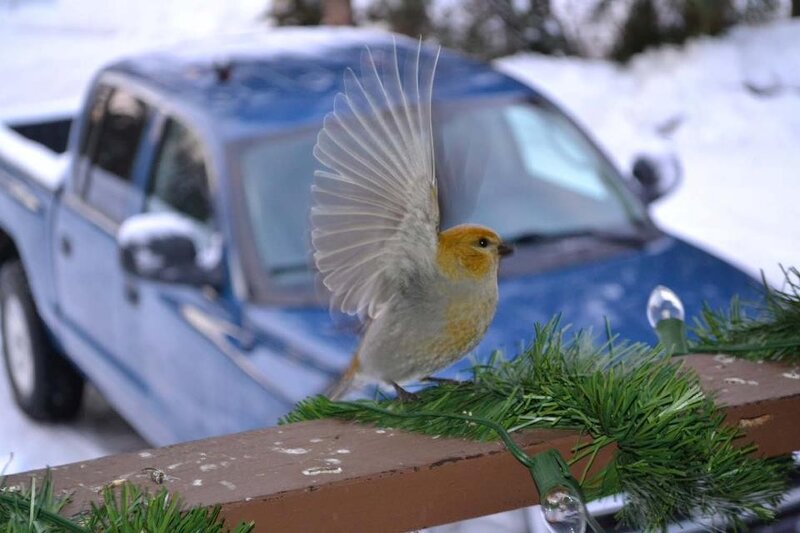Bird on a garland in winter