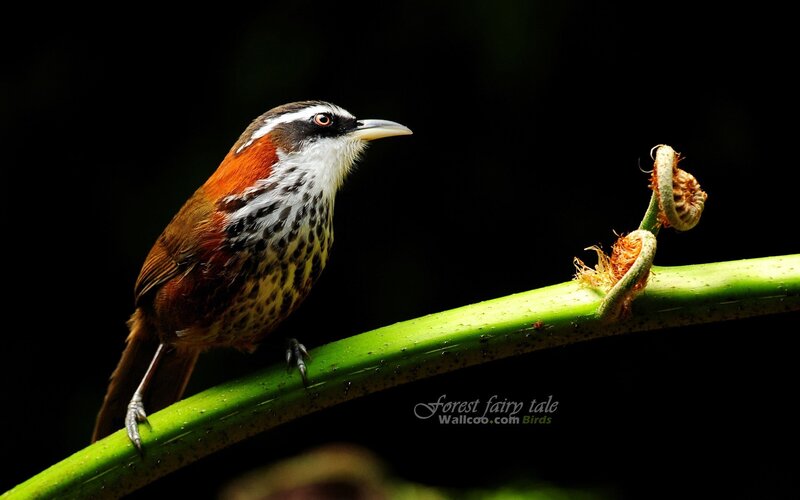 Bird on a green branch