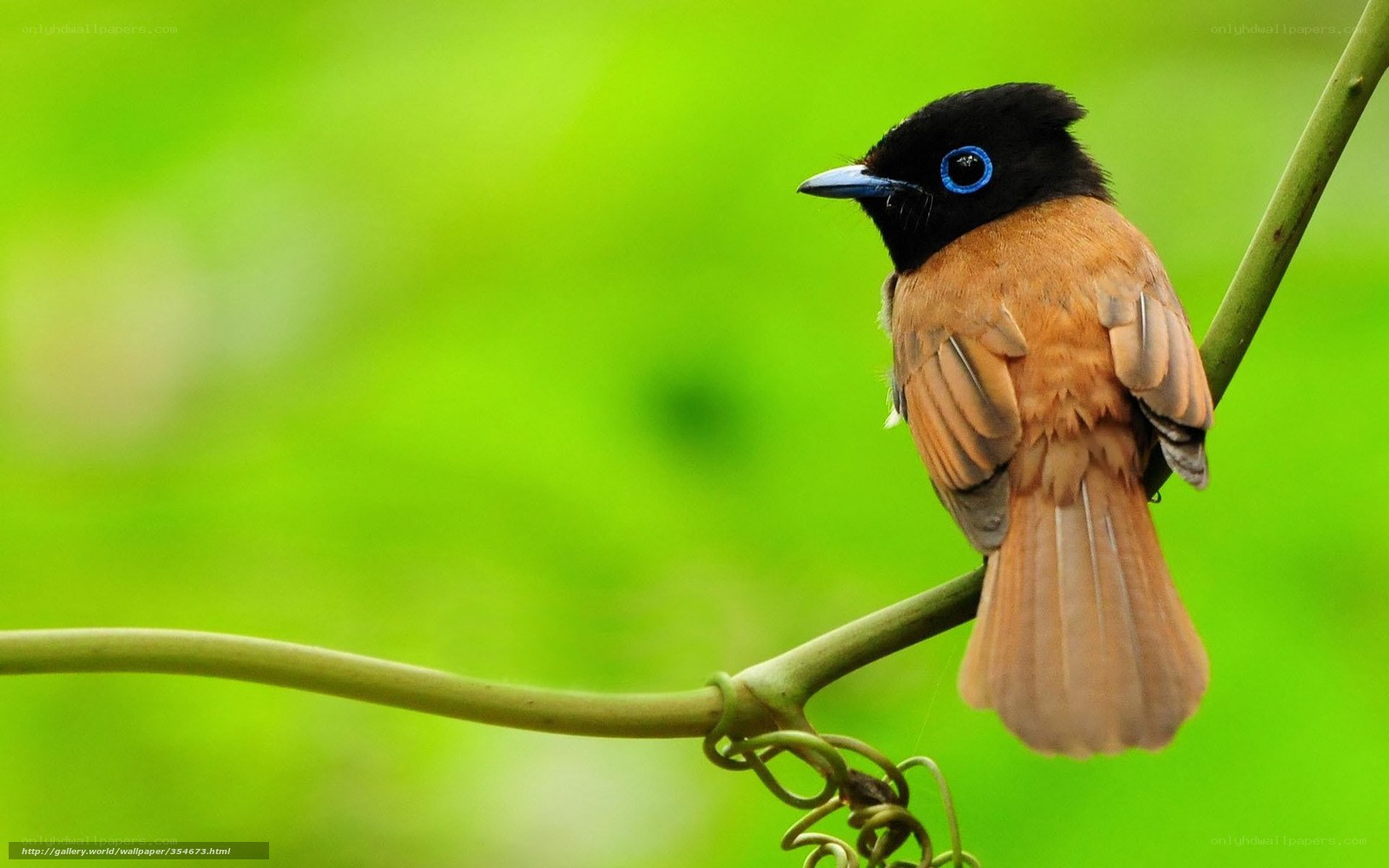 bird on a green branch