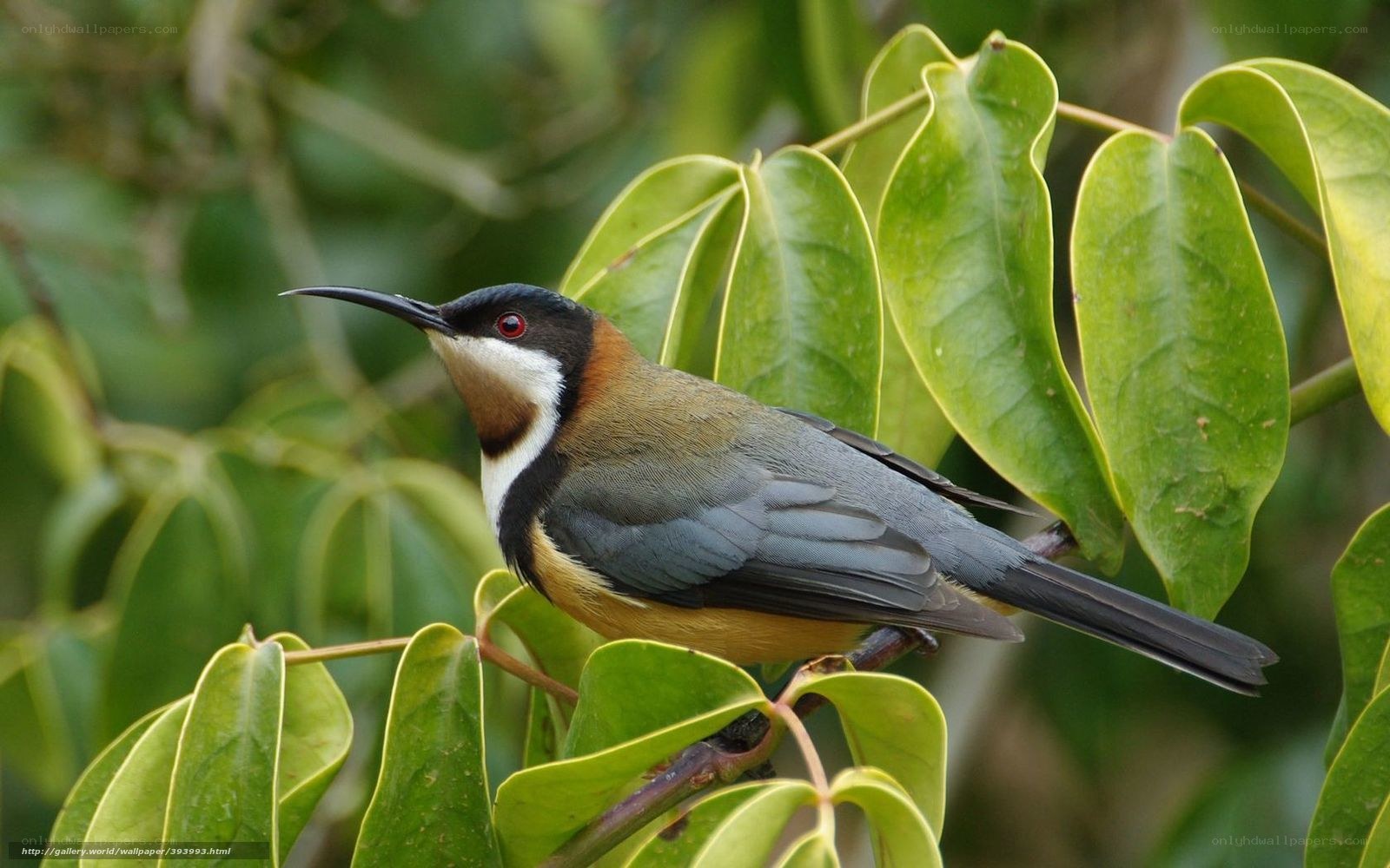 bird on a leafy branch