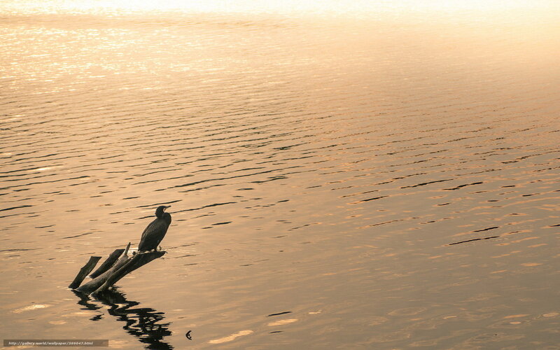 Bird on a log at sunset