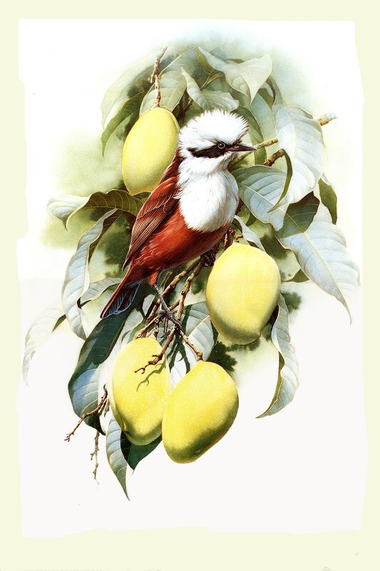 Bird on a mango branch