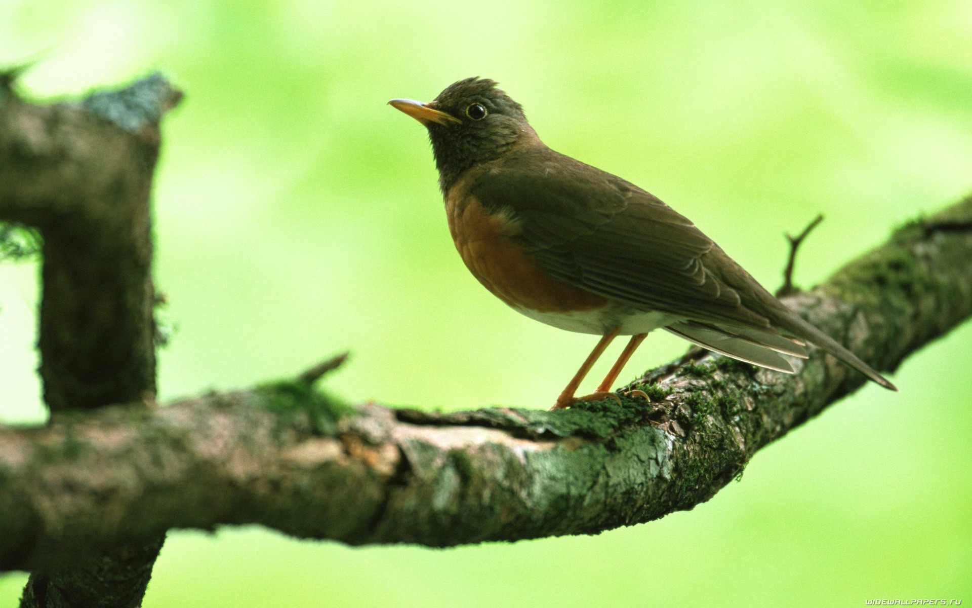 bird on a mossy branch
