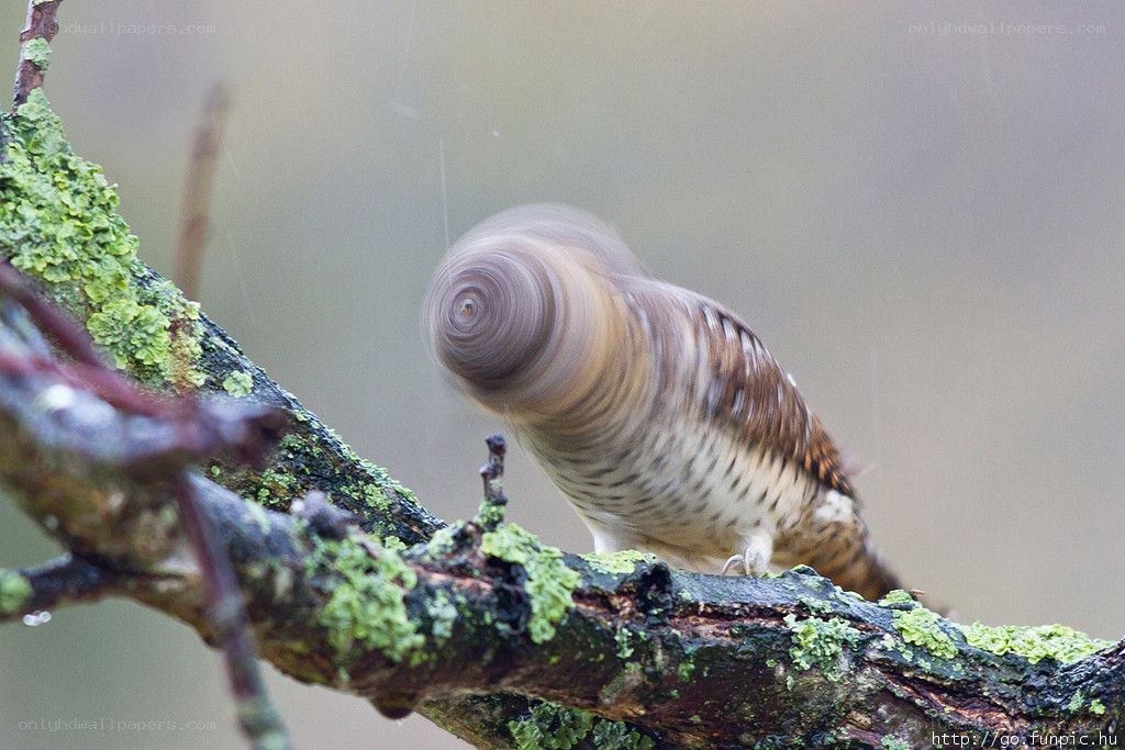 Bird on a mossy branch