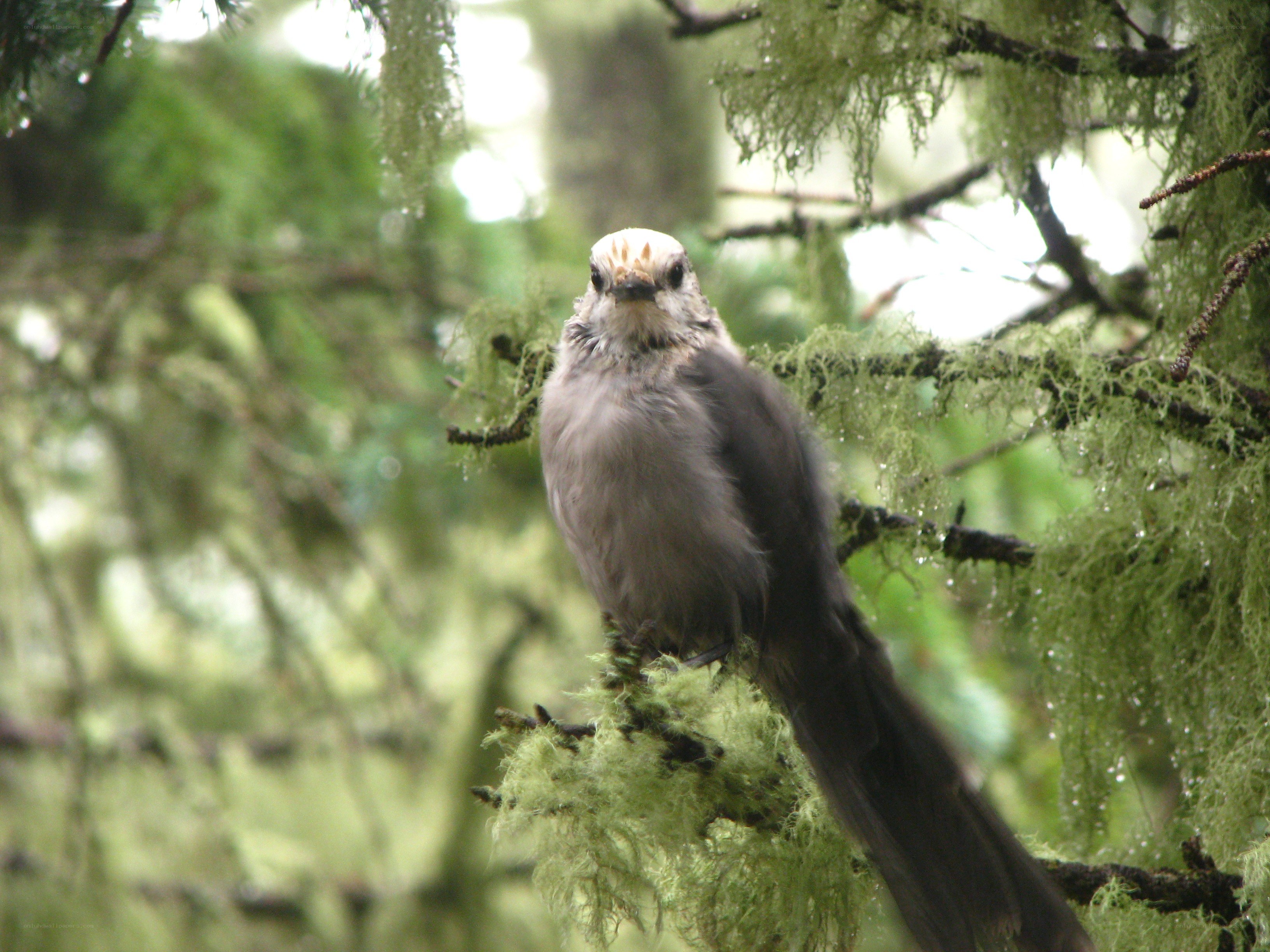 bird on a mossy branch