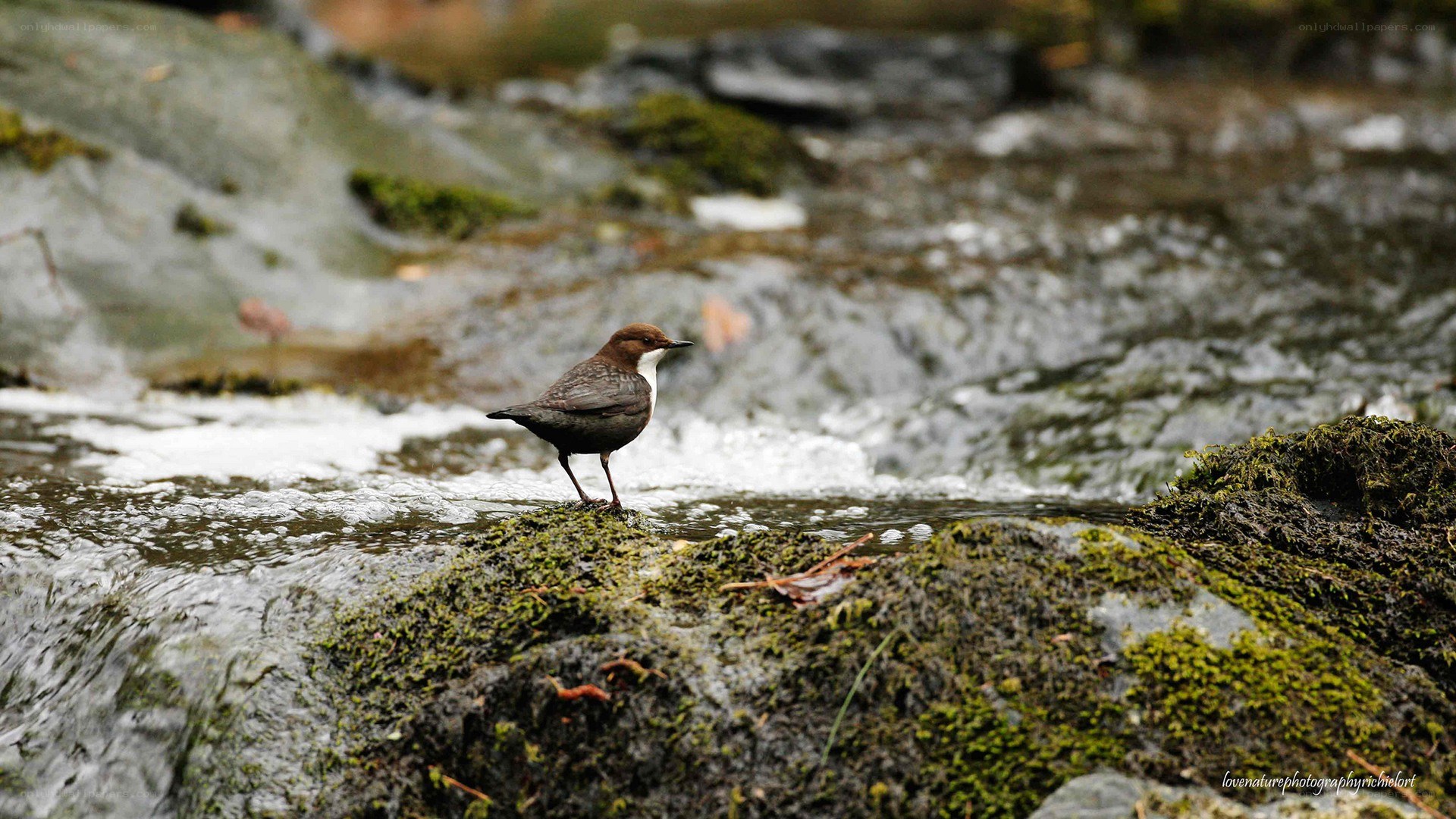 bird on a mossy rock by stream