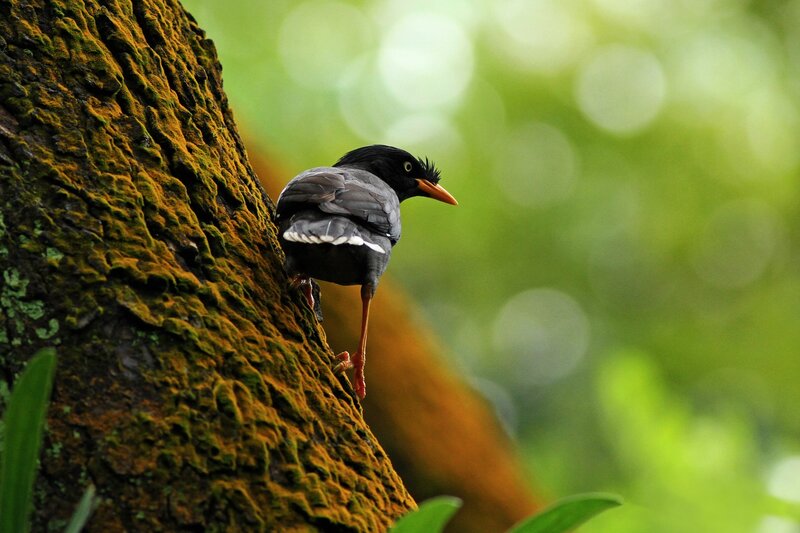 bird on a mossy tree trunk