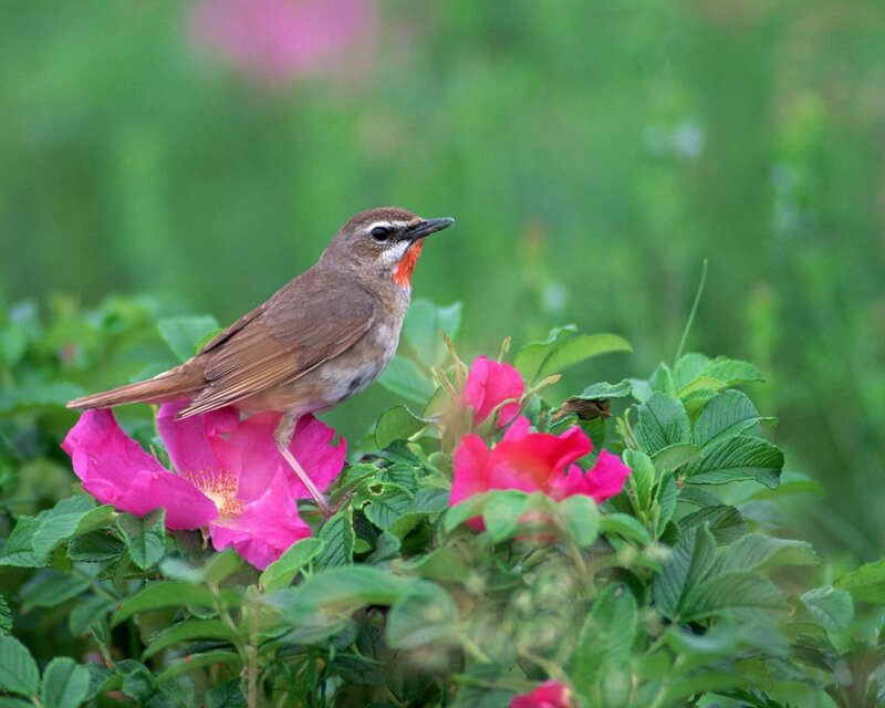 Bird on a pink flower