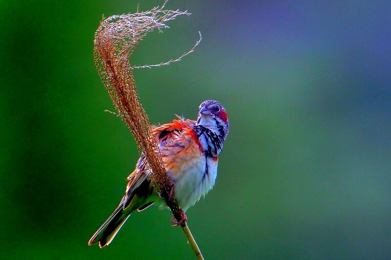 Bird on a Plant Stem