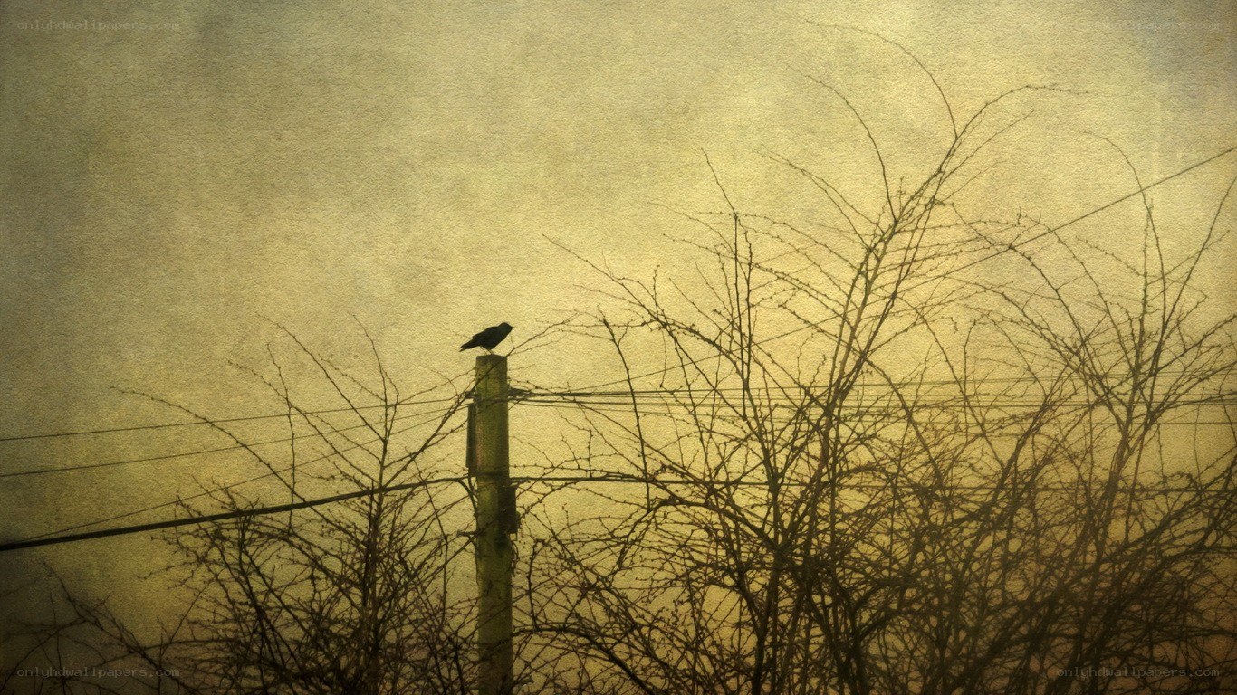 bird on a pole at dusk