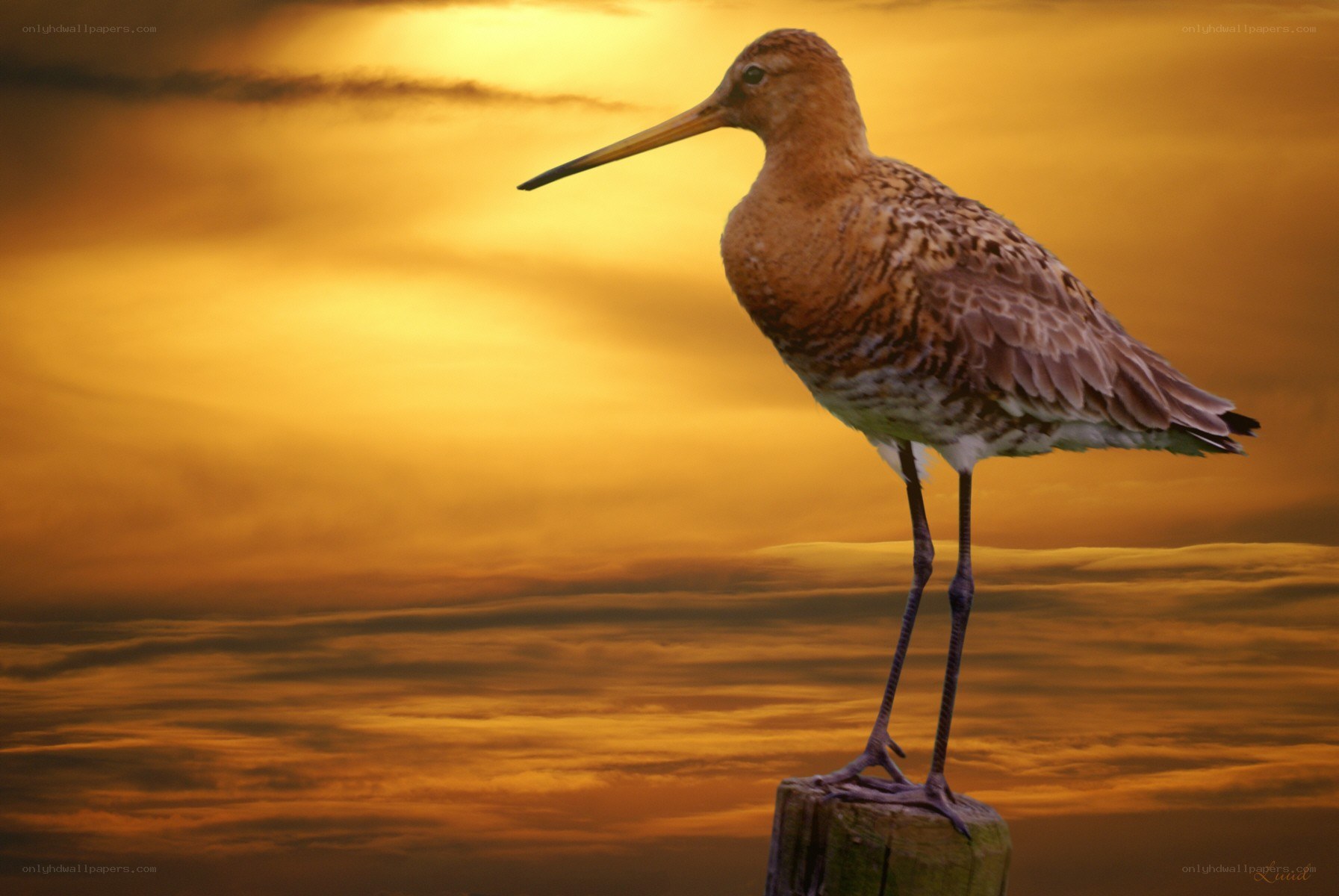 bird on a post at sunset