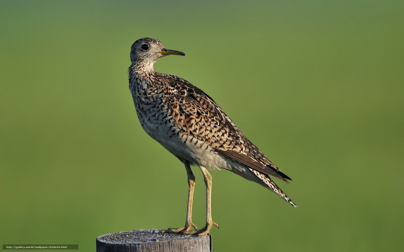 Bird on a Post — Green