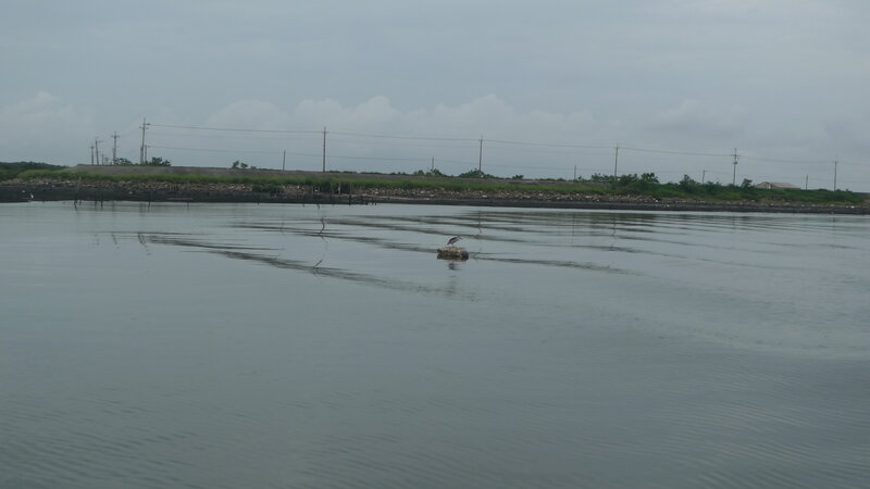 Bird on a post in calm water
