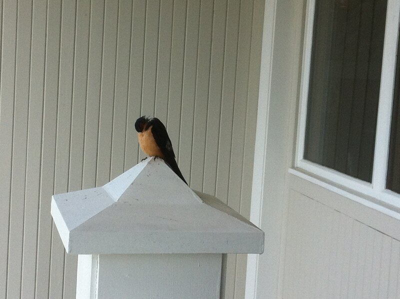 Bird on a Post — White