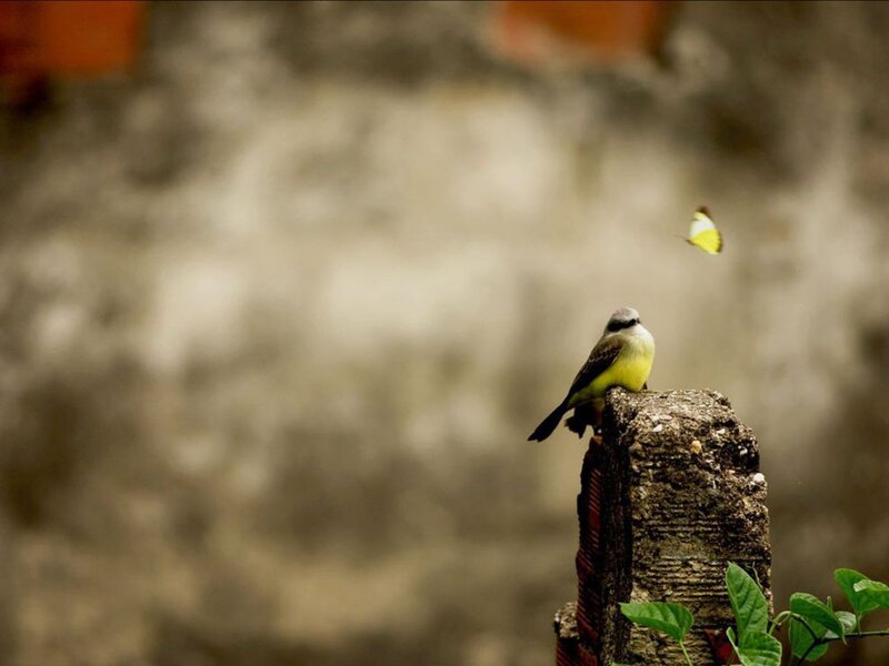 Bird on a Post — Yellow