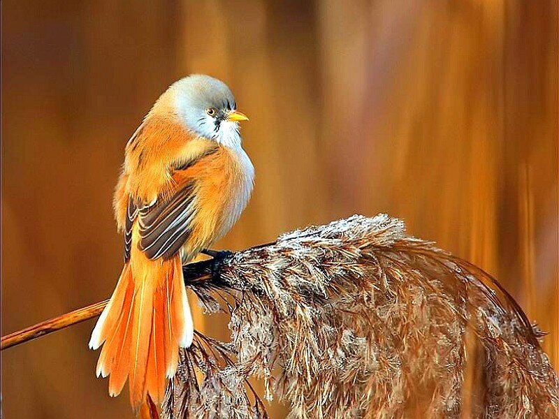 bird on a reed