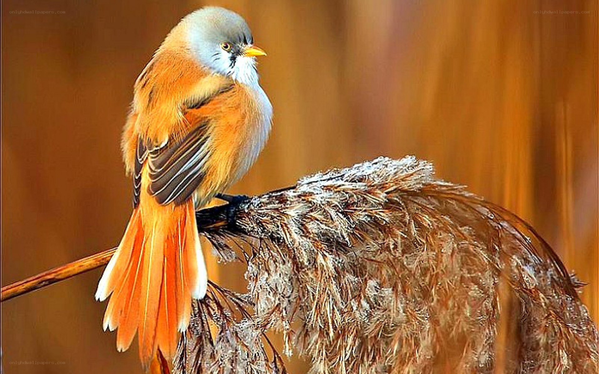 bird on a reed