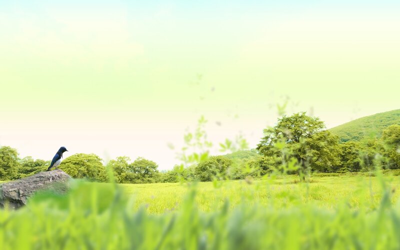 bird on a rock in a green field