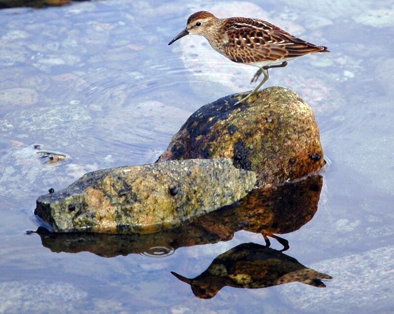 bird on a rock in water