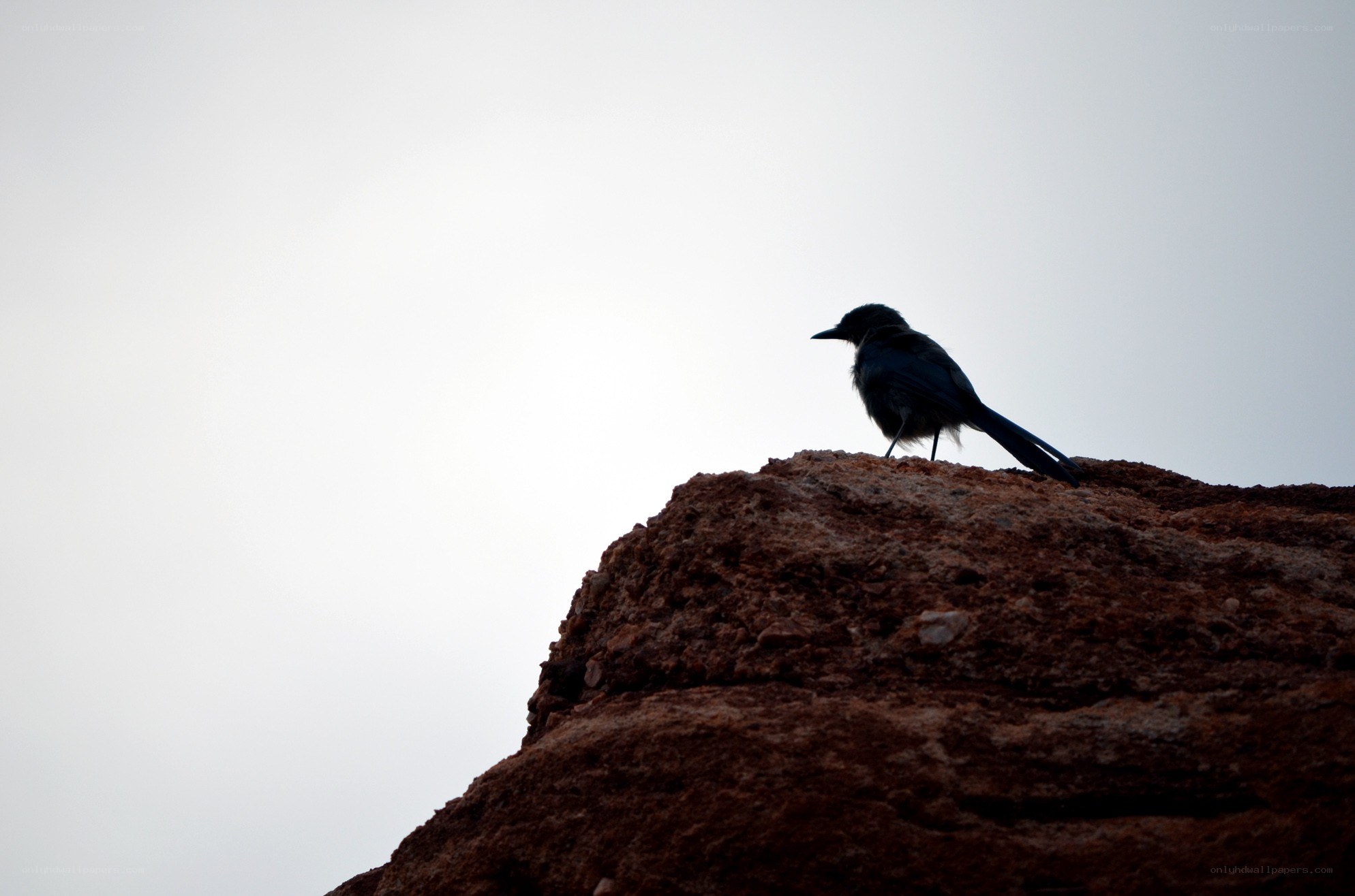 bird on a rock silhouette