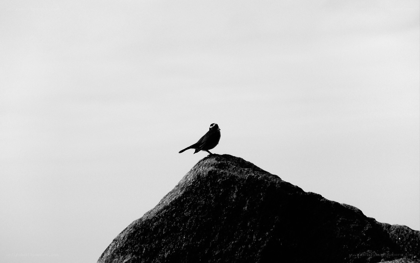 bird on a rock silhouette