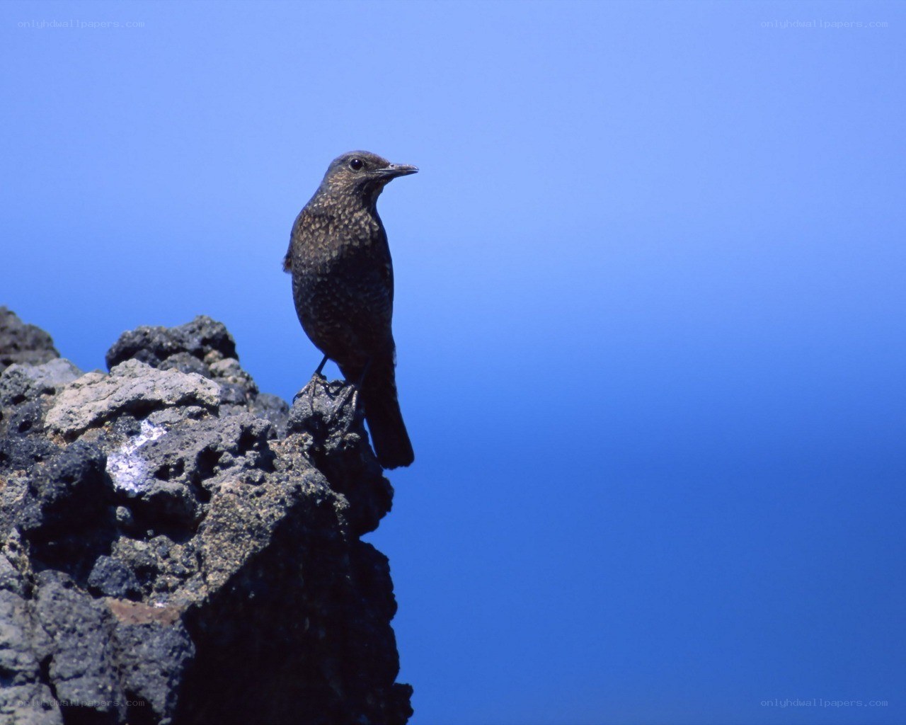 bird on a rocky cliff