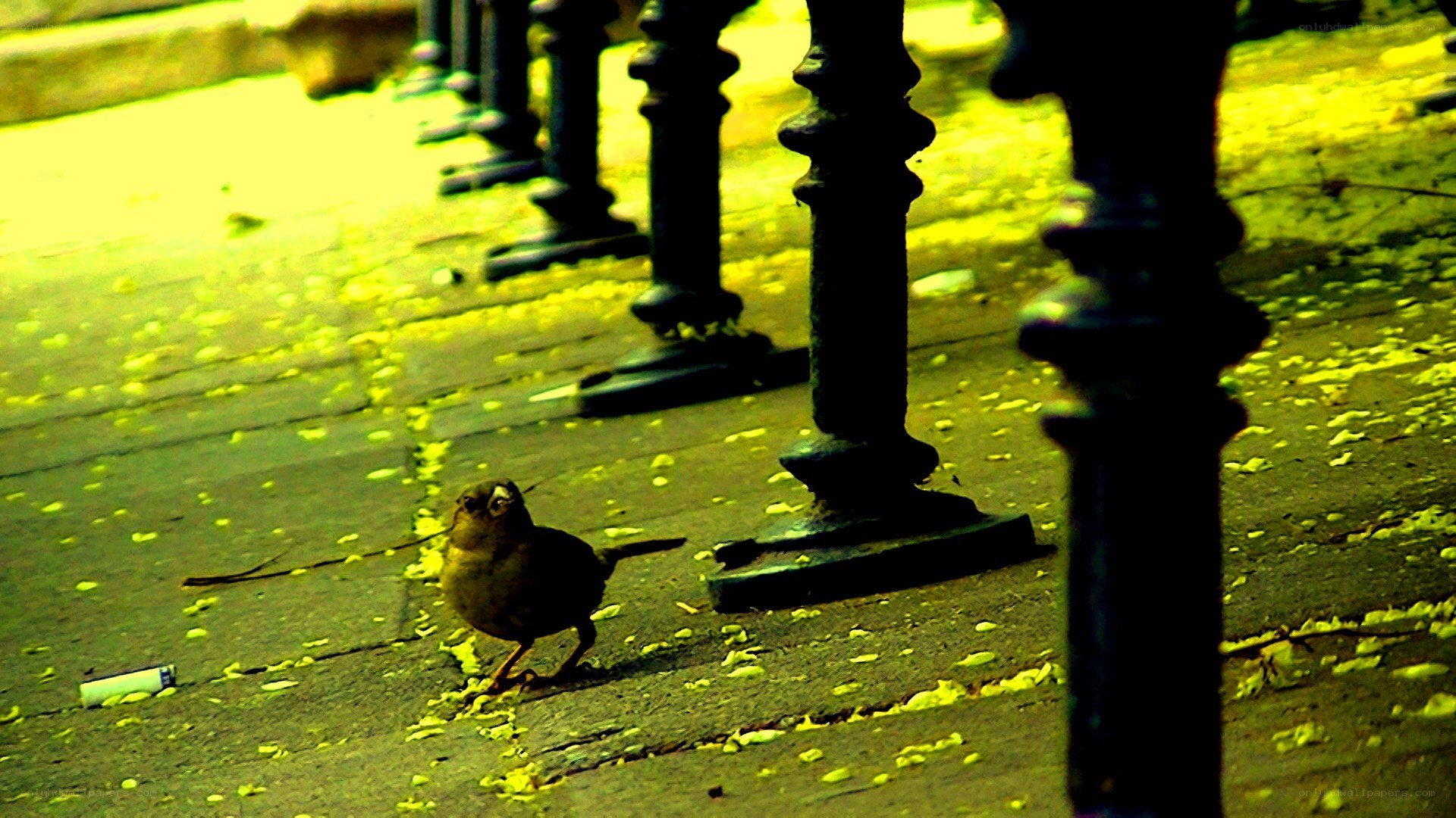Bird on a sidewalk with poles