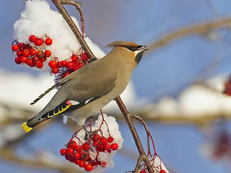 Bird on a snowy branch
