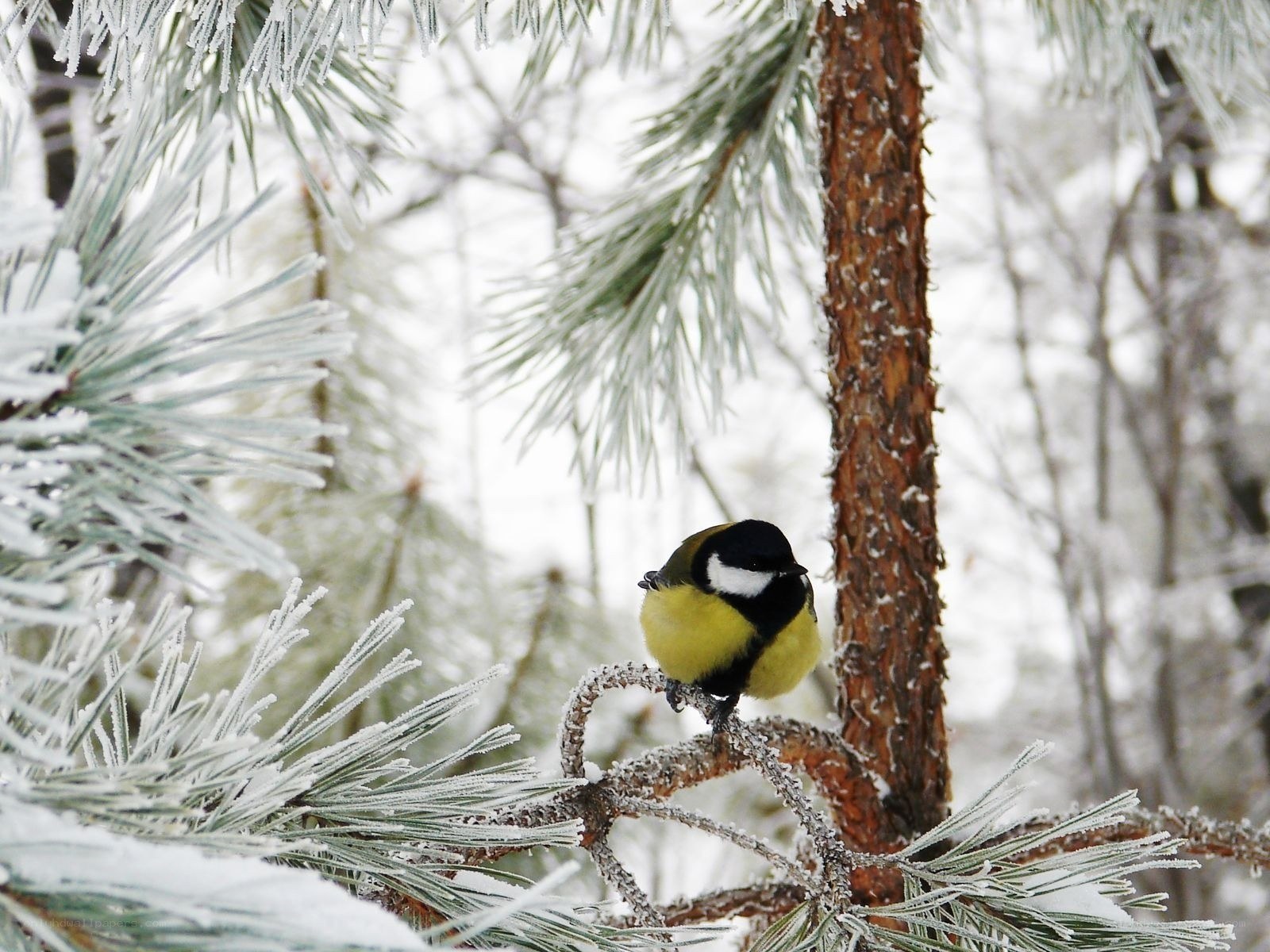 Bird on a snowy branch