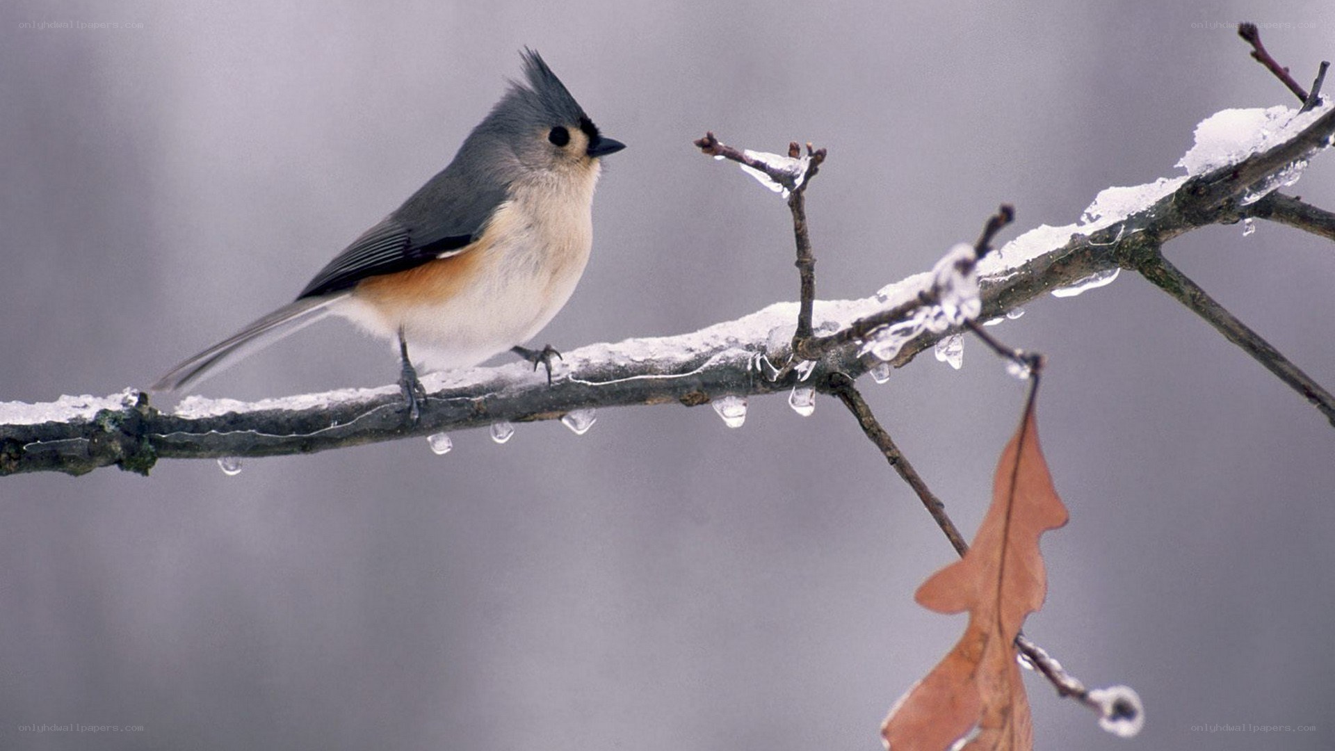 Bird on a snowy branch