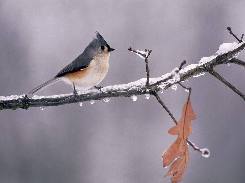 Bird on a snowy branch