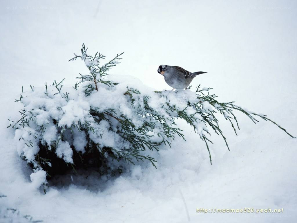 Bird on a snowy branch
