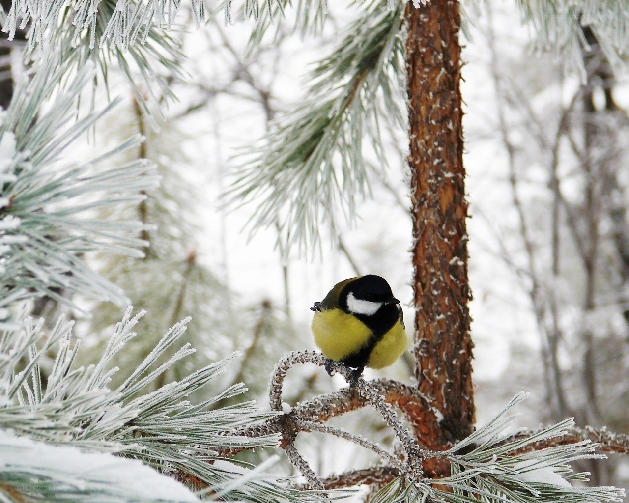 Bird on a snowy branch