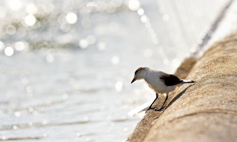 Bird on a stone ledge
