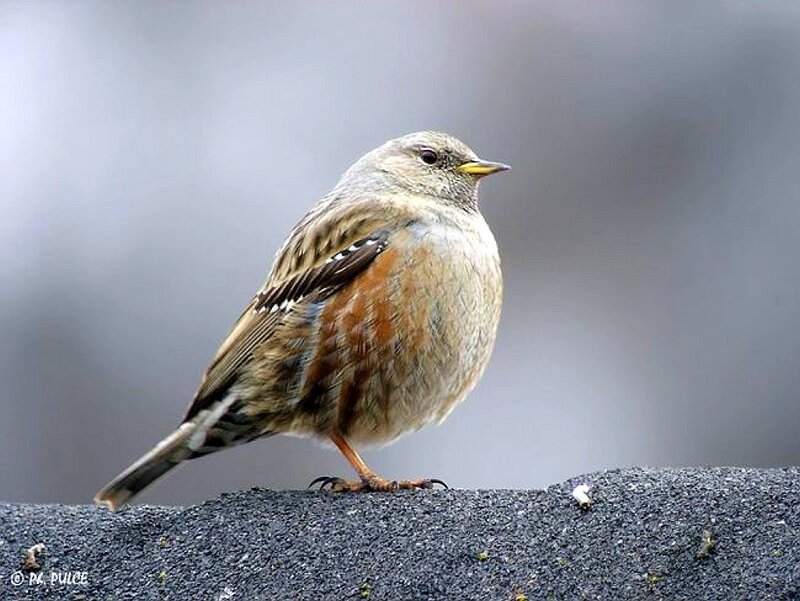 bird on a stone surface