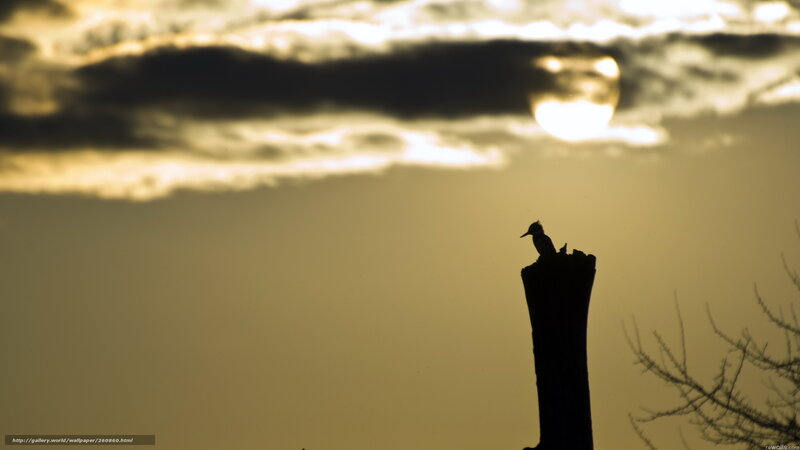 Bird on a Stump