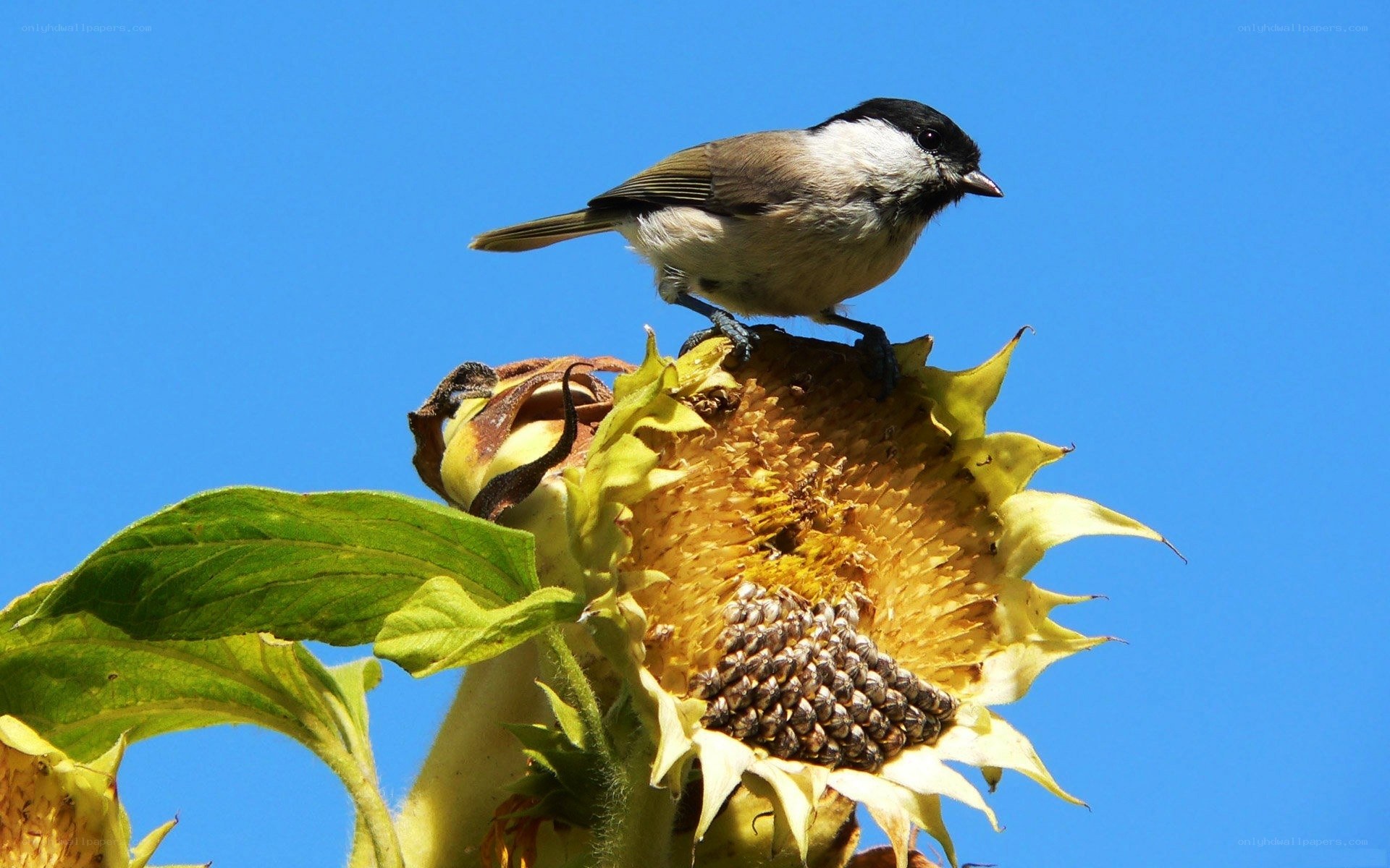 Bird on a sunflower