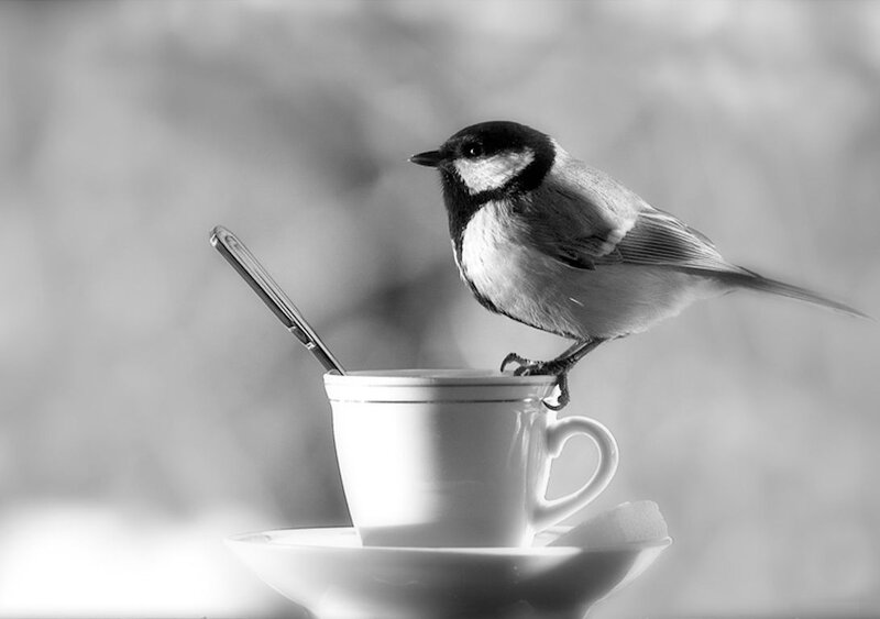 Bird on a Teacup — Black