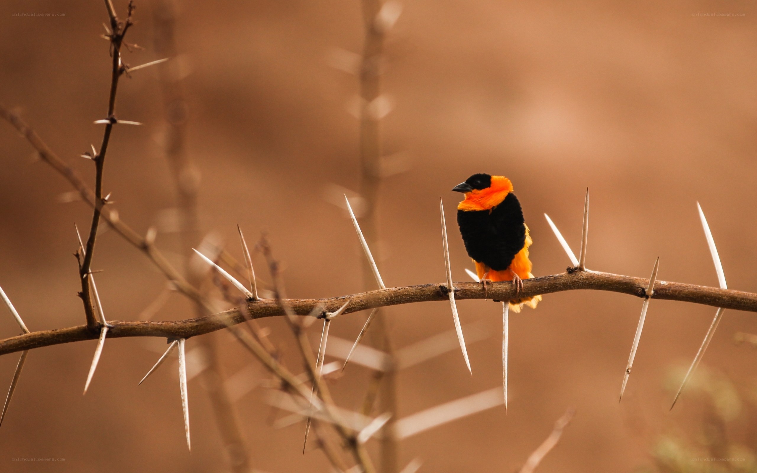 Bird on a thorny branch